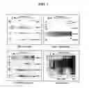 Fig. 02 - IMMUNOGENIC COMPOSITIONS AND METHODS OF USE THEREOF