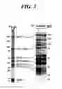 Fig. 04 - IMMUNOGENIC COMPOSITIONS AND METHODS OF USE THEREOF