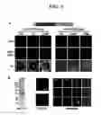 Fig. 05 - IMMUNOGENIC COMPOSITIONS AND METHODS OF USE THEREOF