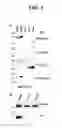 Fig. 06 - IMMUNOGENIC COMPOSITIONS AND METHODS OF USE THEREOF