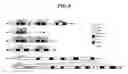 Fig. 09 - IMMUNOGENIC COMPOSITIONS AND METHODS OF USE THEREOF