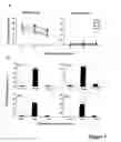 Fig. 07 - Method For Increasing Cd8+ Cytotoxic T Cell Responses And For Treating Multiple Sclerosis