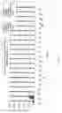 Fig. 06 - Promiscuous HER-2/Neu CD4 T cell epitopes