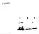 Fig. 09 - Mutants of clostridium difficile toxin B and methods of use