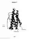 Fig. 04 - Modified Human Growth Hormone