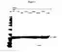 Fig. 07 - Modified Human Growth Hormone