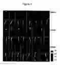 Fig. 02 - Brucella melitensis mutants and methods