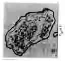 Fig. 08 - Bacterial Packaging Strains Useful for Generation and Production of Recombinant Double-Stranded RNA Nucleocapsids and Uses Thereof