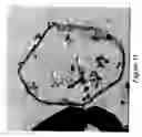 Fig. 10 - Bacterial Packaging Strains Useful for Generation and Production of Recombinant Double-Stranded RNA Nucleocapsids and Uses Thereof