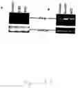 Fig. 19 - Bacterial Packaging Strains Useful for Generation and Production of Recombinant Double-Stranded RNA Nucleocapsids and Uses Thereof