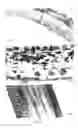 Fig. 02 - USE OF A VECTOR COMPRISING A NUCLEIC ACID ENCODING AN ANTI-ANGIOGENIC FACTOR FOR THE TREATMENT OF CORNEAL NEOVASCULARIZATION