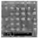 Fig. 01 - Zinc Oxide Microstructures and a Method of Preparing the Same