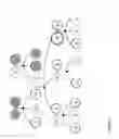 Fig. 07 - GRAPHICAL RADIALLY-EXTENDING FAMILY HEDGE