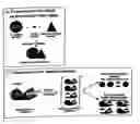 Fig. 01 - CHIMERIC PROTEIN AND ITS USE IN ELECTRON TRANSFER METHODS