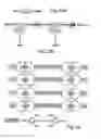 Fig. 23 - Compositions and methods for purifying and crystallizing molecules of interest