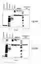 Fig. 35 - Compositions and methods for purifying and crystallizing molecules of interest