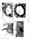 Fig. 02 - Methods of identifying small molecules for renewal, survival and migration of cardiac progenitors