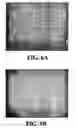 Fig. 06 - Microchip and method for detecting molecules and molecular interactions