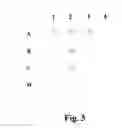 Fig. 04 - Method for Obtaining Modified Proteins and Viruses with Intact Native Binding Site