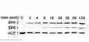 Fig. 01 - Fluorescent Phosphonic Ester Library