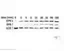 Fig. 04 - Fluorescent Phosphonic Ester Library