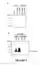 Fig. 06 - Peptide Nucleic Acid Conjugates and Uses Thereof