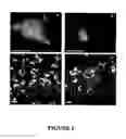 Fig. 08 - Peptide Nucleic Acid Conjugates and Uses Thereof