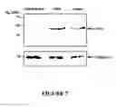 Fig. 09 - Peptide Nucleic Acid Conjugates and Uses Thereof