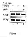 Fig. 02 - Compositions and Methods for Treating Diseases Associated With Phlpp