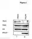 Fig. 07 - Compositions and Methods for Treating Diseases Associated With Phlpp