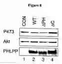 Fig. 09 - Compositions and Methods for Treating Diseases Associated With Phlpp