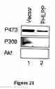 Fig. 22 - Compositions and Methods for Treating Diseases Associated With Phlpp