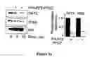 Fig. 35 - Compositions and Methods for Treating Diseases Associated With Phlpp