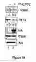 Fig. 40 - Compositions and Methods for Treating Diseases Associated With Phlpp