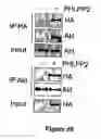 Fig. 41 - Compositions and Methods for Treating Diseases Associated With Phlpp