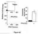 Fig. 43 - Compositions and Methods for Treating Diseases Associated With Phlpp