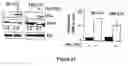 Fig. 44 - Compositions and Methods for Treating Diseases Associated With Phlpp