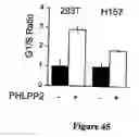 Fig. 46 - Compositions and Methods for Treating Diseases Associated With Phlpp