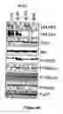 Fig. 49 - Compositions and Methods for Treating Diseases Associated With Phlpp