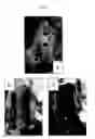 Fig. 02 - Cartilage regeneration promoting agent