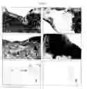 Fig. 04 - Cartilage regeneration promoting agent