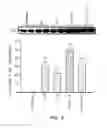 Fig. 06 - Phytoestrogenic Formulations for Alleviation or Prevention of Neurodegenerative Diseases