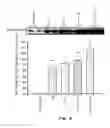 Fig. 07 - Phytoestrogenic Formulations for Alleviation or Prevention of Neurodegenerative Diseases