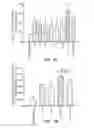 Fig. 08 - Phytoestrogenic Formulations for Alleviation or Prevention of Neurodegenerative Diseases