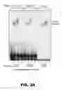 Fig. 04 - NUCLEOTIDE SEQUENCE ASSOCIATED WITH ACUTE CORONARY SYNDROME AND MORTALITY