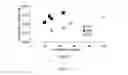 Fig. 32 - Energetic polyphosphazenes
