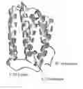 Fig. 01 - Human Interferon Molecules and Their Uses