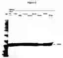 Fig. 07 - Modified Human Growth Hormone Polypeptides and Their Uses