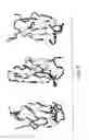 Fig. 06 - Selection of fibronectin scaffolds using nucleic acid-protein fusions