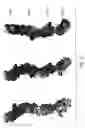 Fig. 08 - Selection of fibronectin scaffolds using nucleic acid-protein fusions